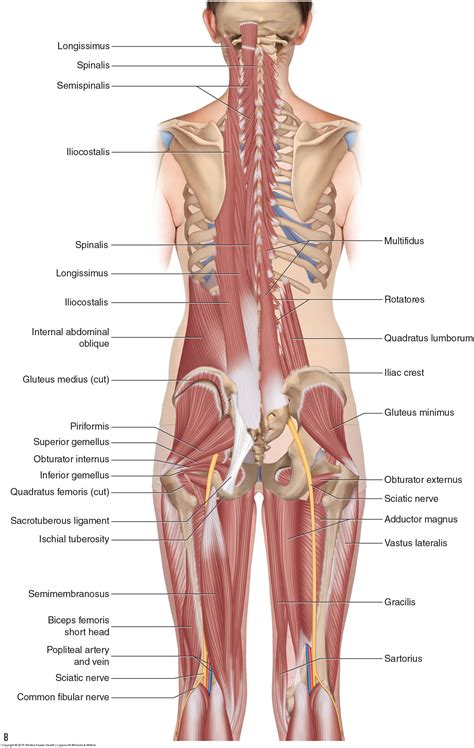 Diagram Of Hip.and Back.muscles : Musculoskeletal Anatomy - Nuala Redfern