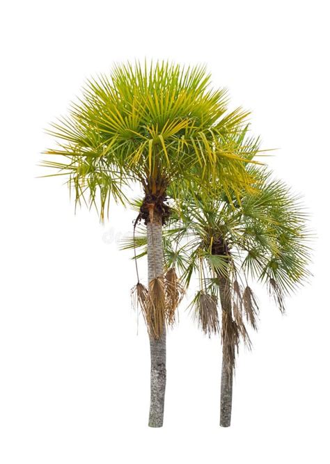 Wax Palm(Copernicia Alba)Palm Tree. Stock Photo - Image of tree, object: 31062560