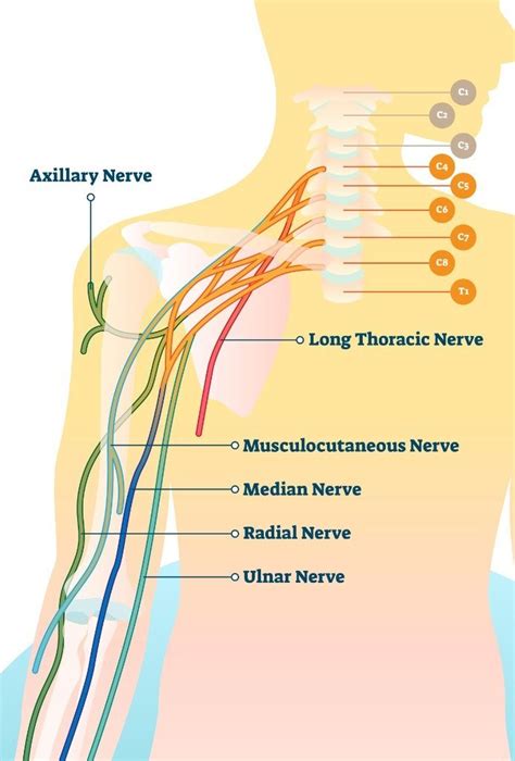 Radial Nerve Injury