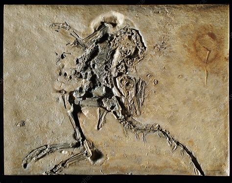 Compsognathus Fossil - Stock Image - C028/5501 - Science Photo Library