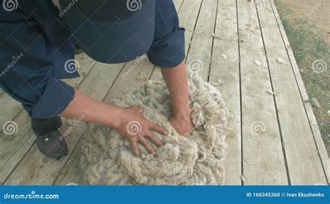 Men Shearer Shearing Sheep at Agricultural Show in Competition. Electric Professional Sheep ...