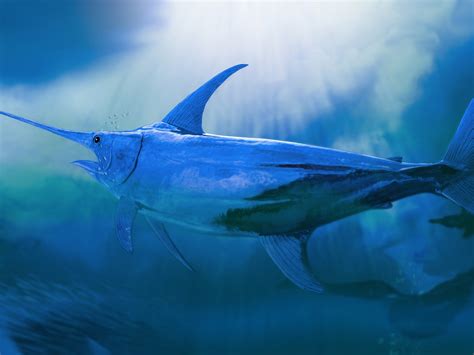 Atlantic Blue Marlin Wallpapers - Wallpaper Cave