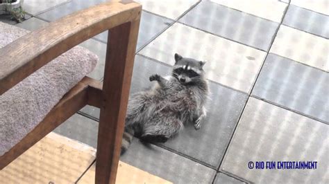 Raccoon Sleeping - YouTube