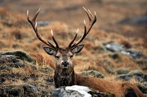 Deer populations in Scotland could be severely reduced under new cull recommendations | Press ...