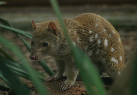 The Quoll – Cute Cousin of the Tasmanian Devil | The Ark In Space