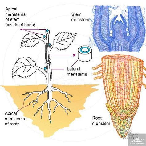 Meristematic cells: mitotically active cells that produce new cells and tissues; primary growth ...