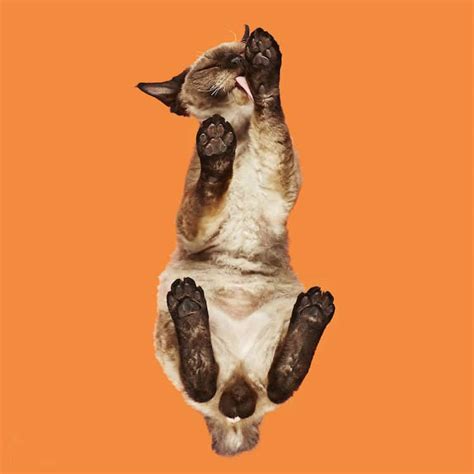 Photographer Reveals What Cats Look Like From Below