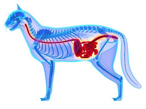 IBD in Cats: Symptoms, Types, Causes, Diagnosis, Treatment, Prognosis