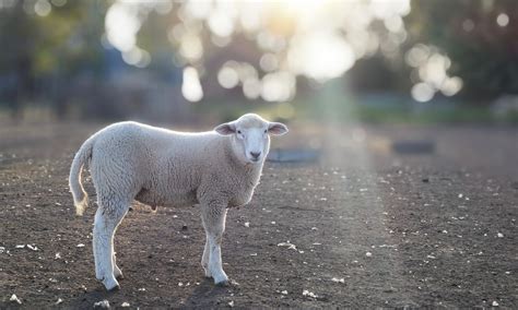 Are lambs and sheep the same? – ouestny.com