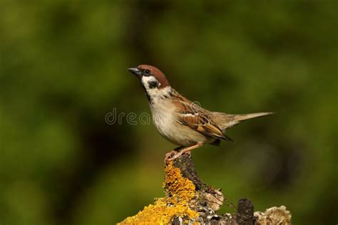 Passer Montanus Tree Sparrow Stock Photo - Image of animal, organism: 80762518