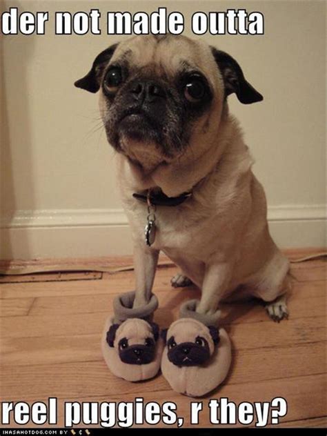 Funny Pug Dog Pictures - 35 Pics