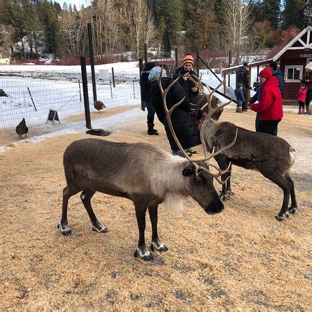 Leavenworth Reindeer Farm - 2019 What to Know Before You Go (with ...