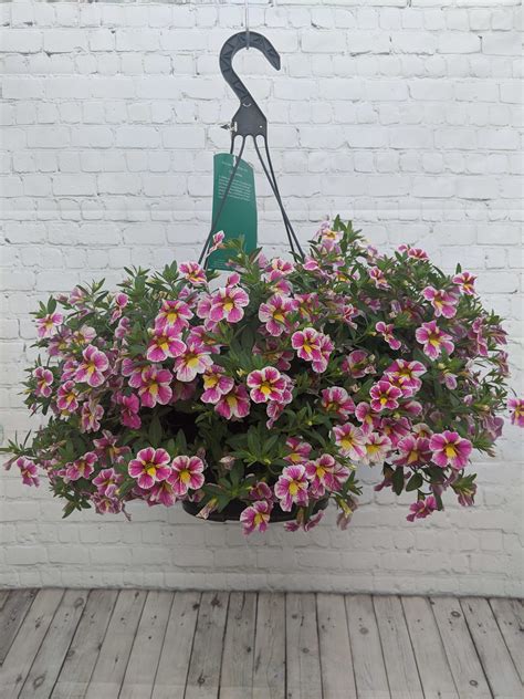 Petunia Hanging Basket in Saint Clairsville, OH | Lendon Floral & Garden