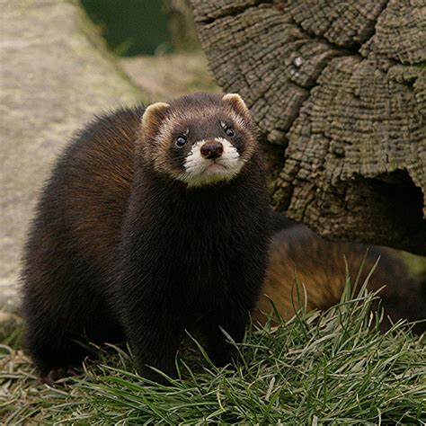 European Polecat Facts, Habitat, Diet, Pictures