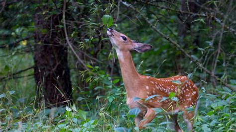 Herbivore Examples: Common Plant-Eating Animals | YourDictionary