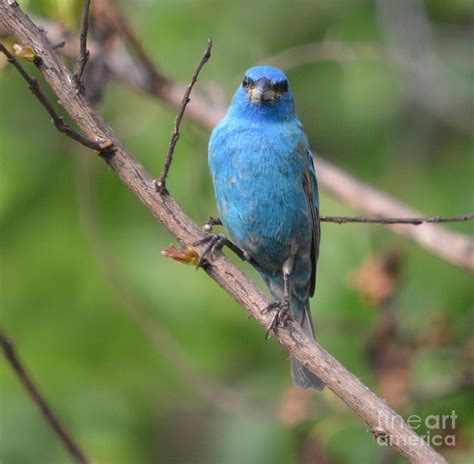 Male Indigo Bunting Photograph by Ruth Housley