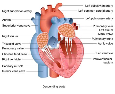 What is the Interatrial Septum? (with pictures)