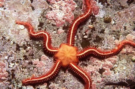 Common Brittle Star – Ophiothrix fragilis - Other