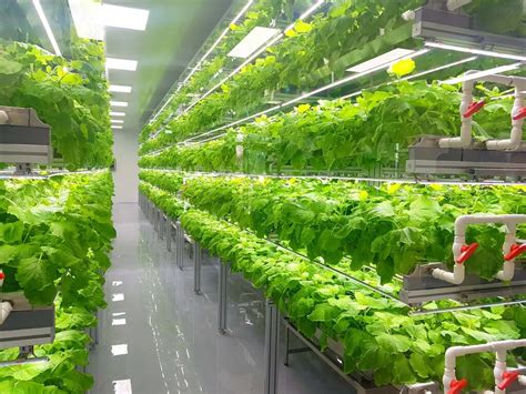 Ways in Which Vertical Farming Can Benefit Our Environment | Earth.Org