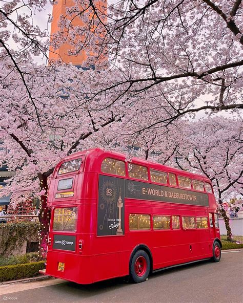 Cherry blossom and Spring flower festival from Daegu - Klook India