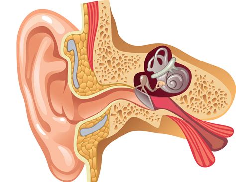 An investigation into cochlear HPA-like signalling