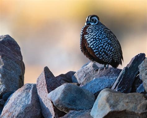 How to Hunt Mearns Quail in Arizona