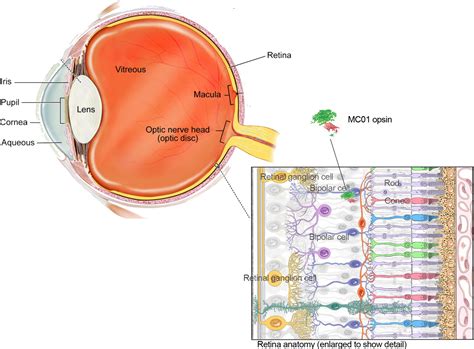 Scientists use gene therapy and a novel light-sensing protein to restore vision in mice ...