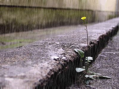 33 Amazing Rain Animated Gif Images - Best Animations