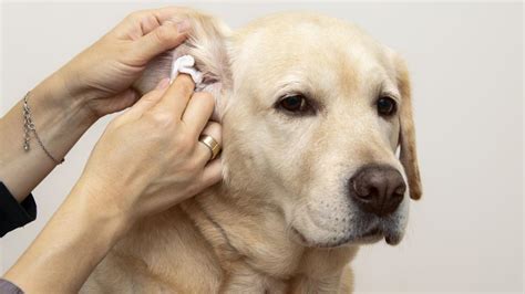 Dog Ear Infections: Complete Guide – Forbes Advisor