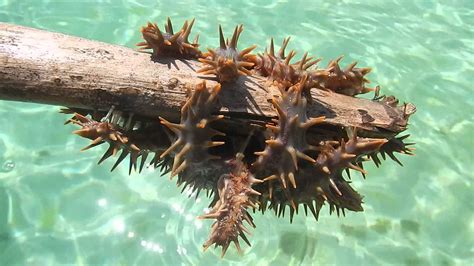 Crown-of-Thorns Starfish: Everything you should know about them