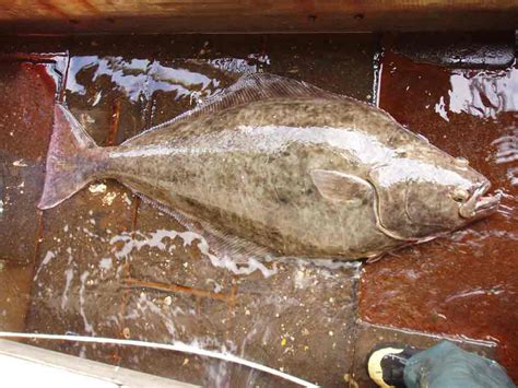 Learning More About a Big Fish: Atlantic Halibut Team Goes “Under the Hood” | NOAA Fisheries