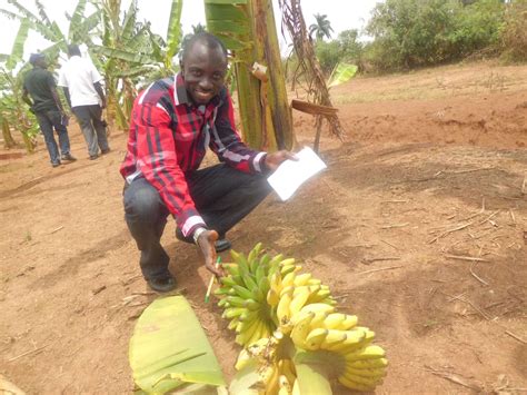 In Uganda, anti-GMO scare tactics even taint conventional hybrid crops - Genetic Literacy Project