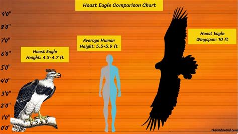 Haast Eagle Size: How Big Are They Compared To Others?