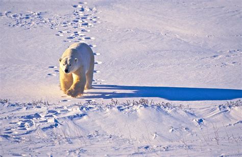 Polar Bear Tracks Photograph by Randy Green