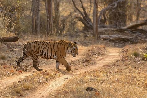 Satpura National Park, Pachmarhi: How To Reach, Best Time & Tips