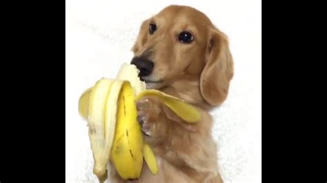 Dog eats a banana - YouTube