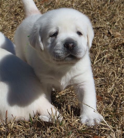 English Lab Puppies For Sale