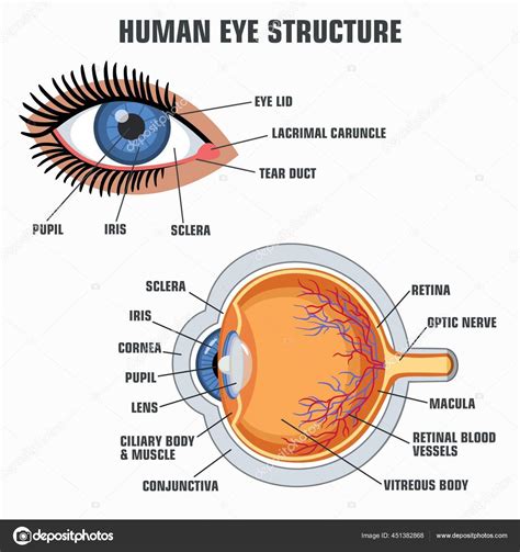 Vector Education Poster Eye Structure Image Human Eye Anatomy Poster Stock Vector by ...