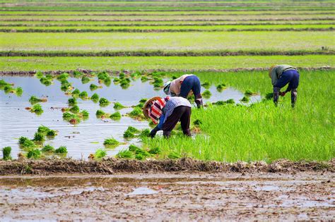 Rice Transplanting by Jean-claude Soboul