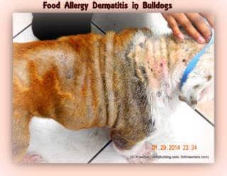 Bulldog skin and coat dermatitis prevention care