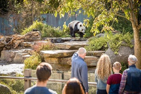 Adelaide Zoo Early-Access Admission with Panda Feeding Viewing 2023