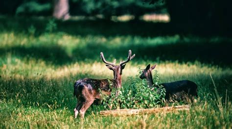 Fallow Deer Antlers Velvet- Understanding Its Benefits & Uses