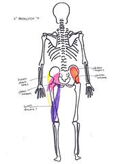 alla Poppy: Movement and Muscles at the Hip abduction and adduction