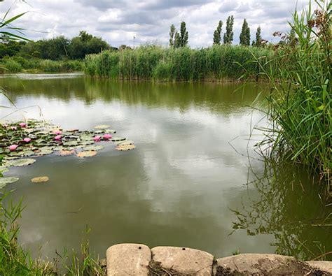 Catching Ide at Redbridge Lakes - Fishing Maverick