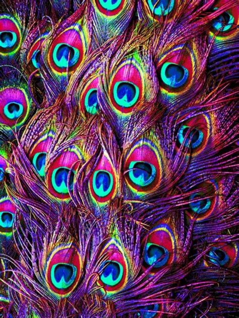 You could use a new background (22 photos) | Peacock, Peacock art, Feather