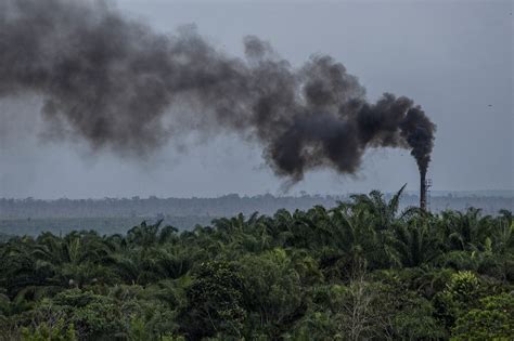 To Tell the Story of Biodiversity Loss, Make It About Humans - The New York Times