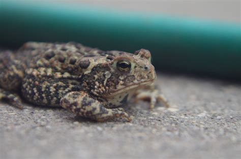 Toads came out for the rain. - PentaxForums.com