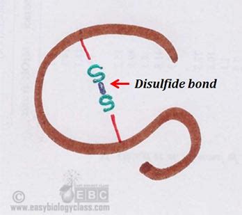 Chemical Bonds in Protein (Biochemistry Notes) | easybiologyclass