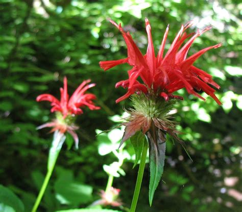 Using Georgia Native Plants: Summer Flowers In The Mountains