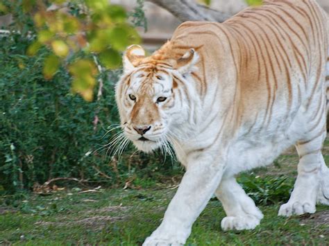 Tigre De Bengala Blanco